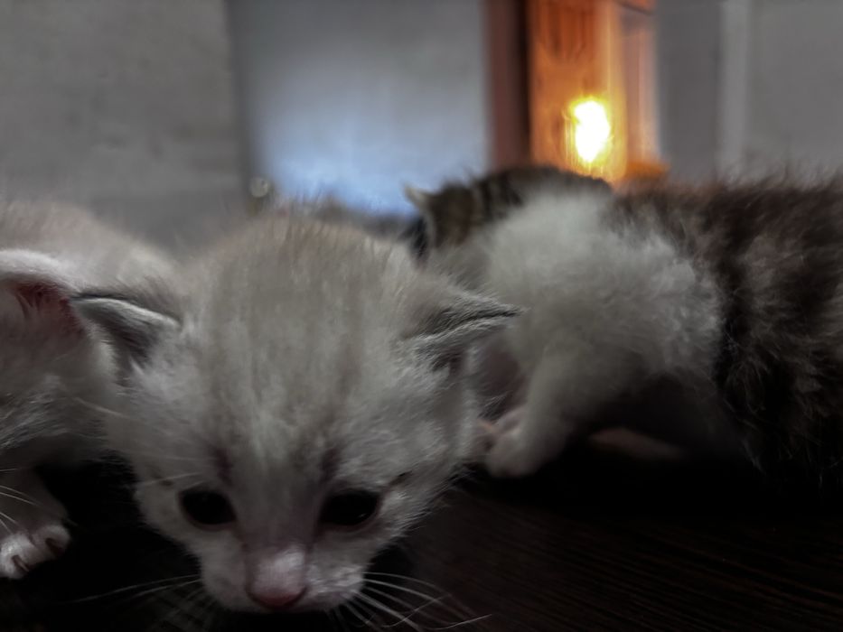 Продам котят месяц