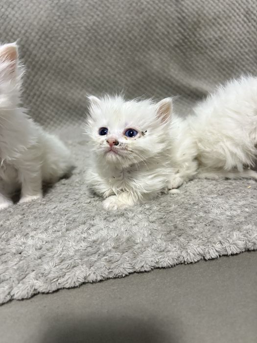 Персийски котенца