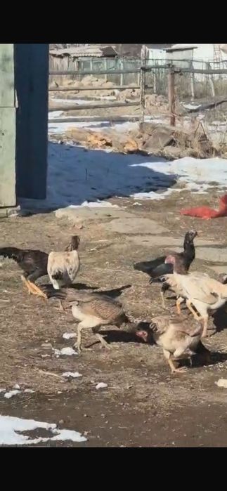 Дакан бойцовский обмен