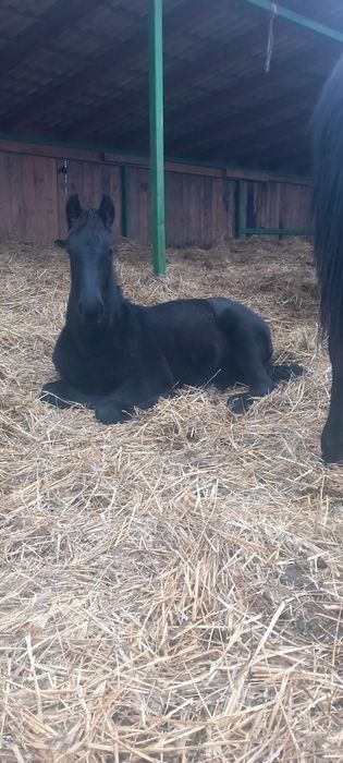 Manza frizian rasă pură