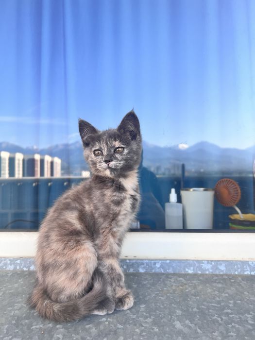 Котенок ищет любящую семью