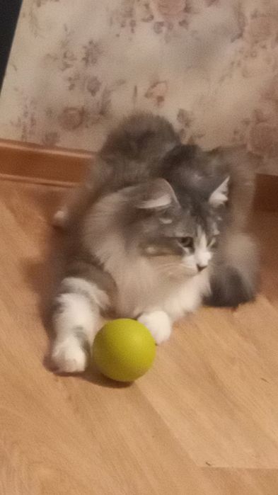 Кот пушистый Ромео