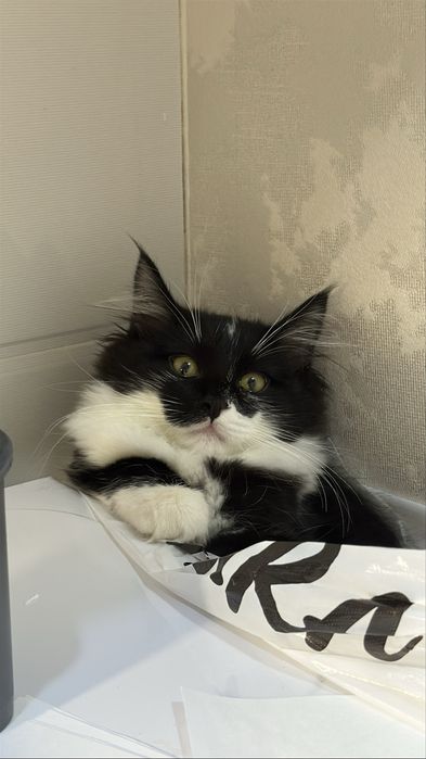 Отдам котенка 4 мес