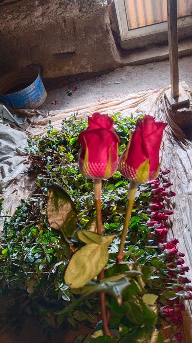 Роза местный оптом!