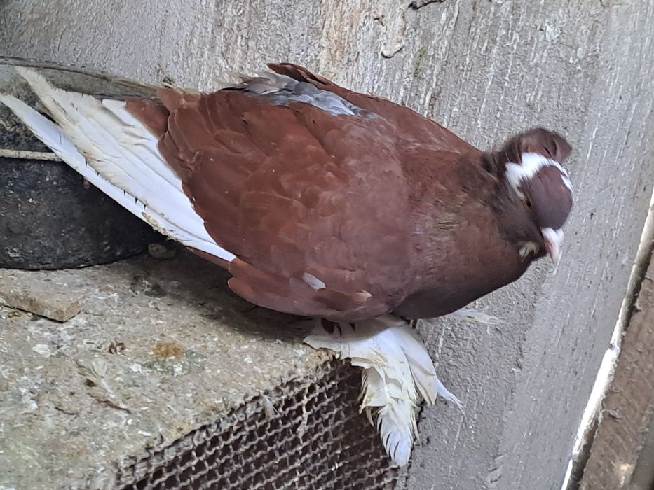 Porumbei de vânzare