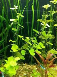 Plante pentru începători