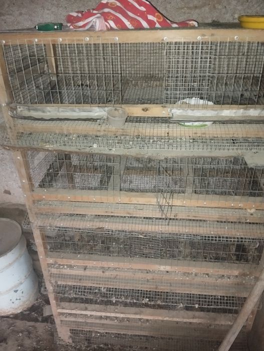 Bedana ga in4qavatli pishigʻ yasalgan 600min azgina kelishamiz