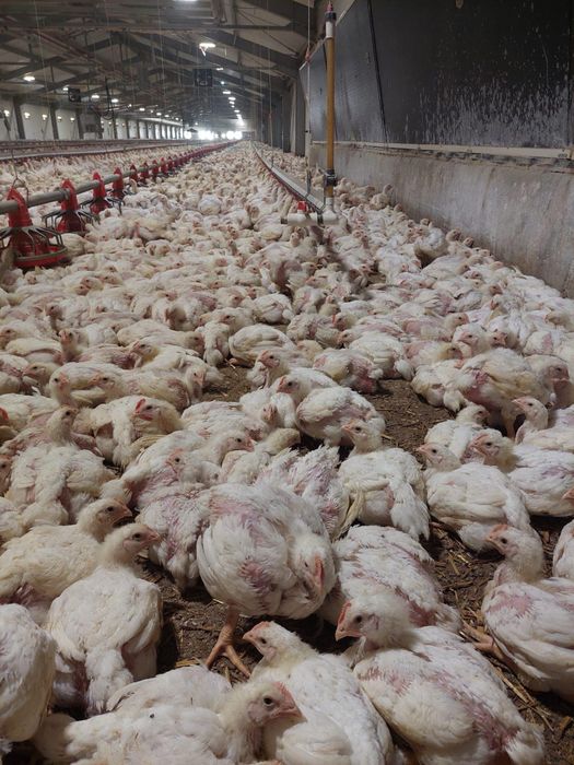 Livrez pui la domiciliu pui alb de carne