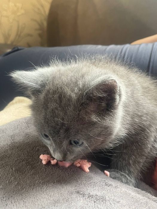 Продаем шотландских котят!