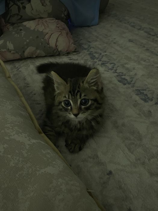 Котенок мальчик бесплатно