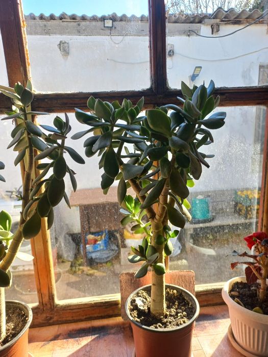 Домашние цветы, разные!