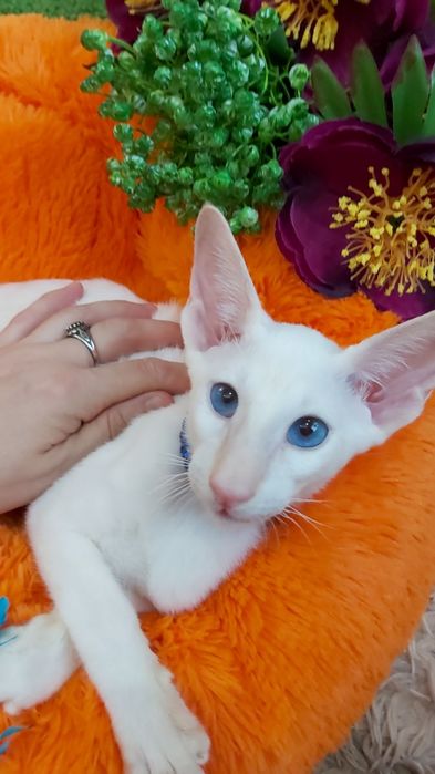 СИНЕГЛАЗЫЕ КОТЯТА,  ориентальной группы