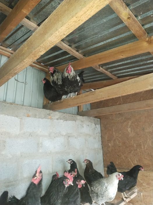 Продам петушков молодых