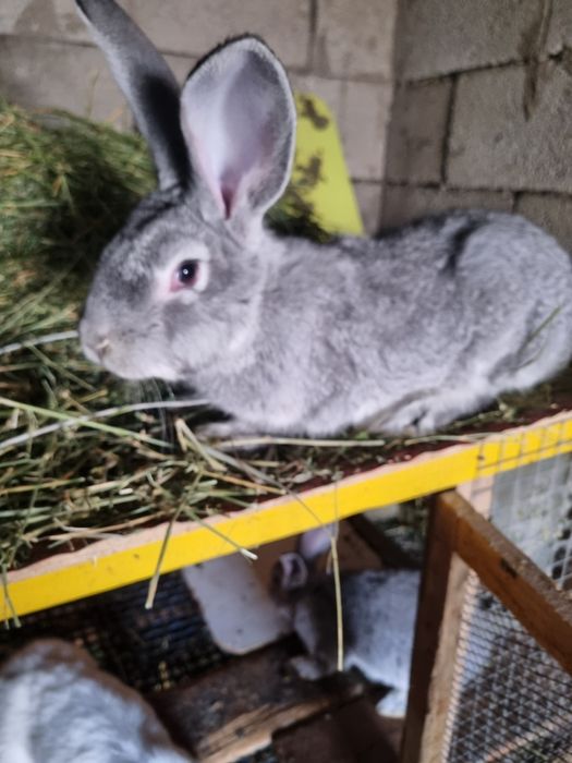 Продам кролов- подростков!