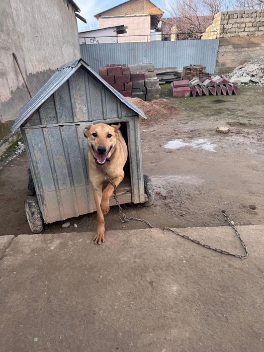 Собака животные..