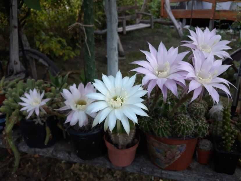 vand suculente din surplusul meu