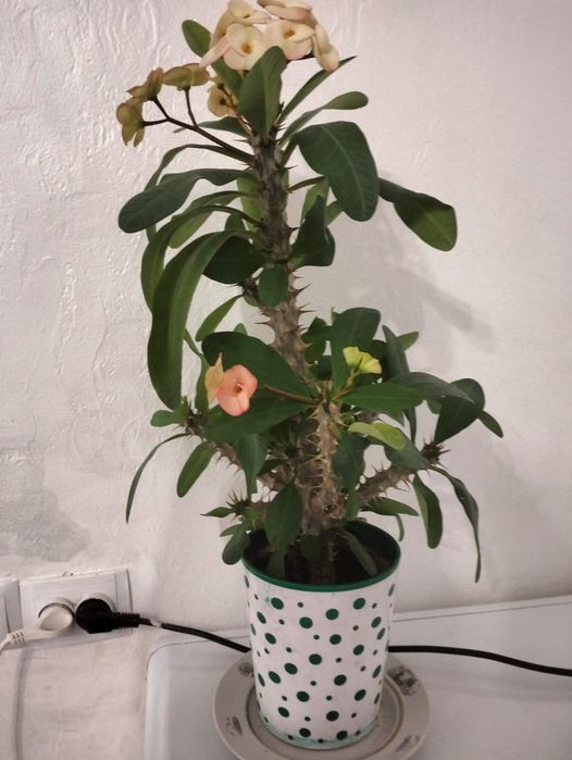 Шеффлера комнатное растение