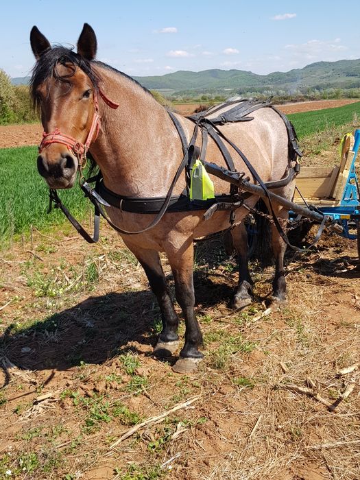 De vânzare iapă de 4ani