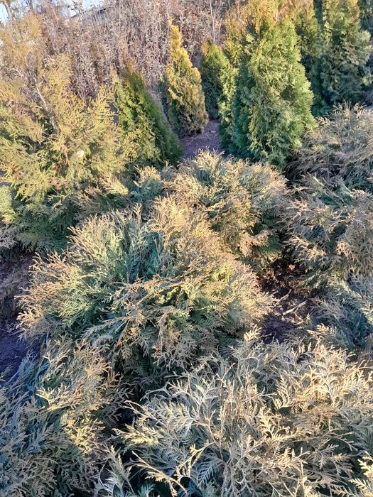 Шаравидная туя .