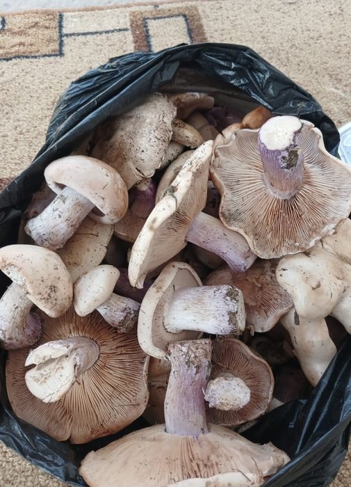 Продам грибы синие ножки