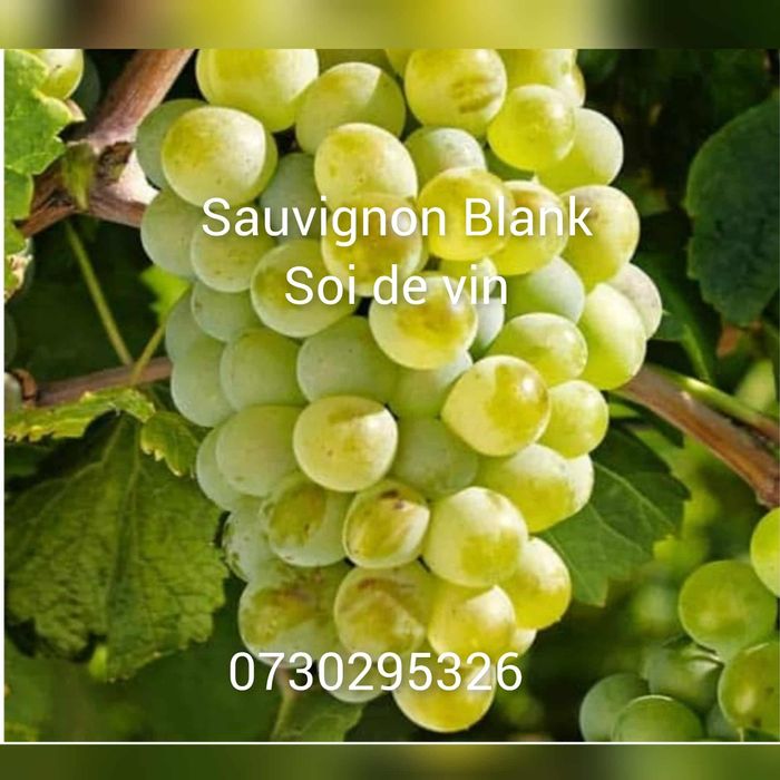 Vând Butași viță de vie Altoita și Hibrida anul 2 și 3 de vegetație