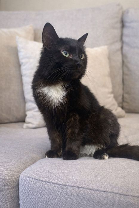 Ищем семью для кошки