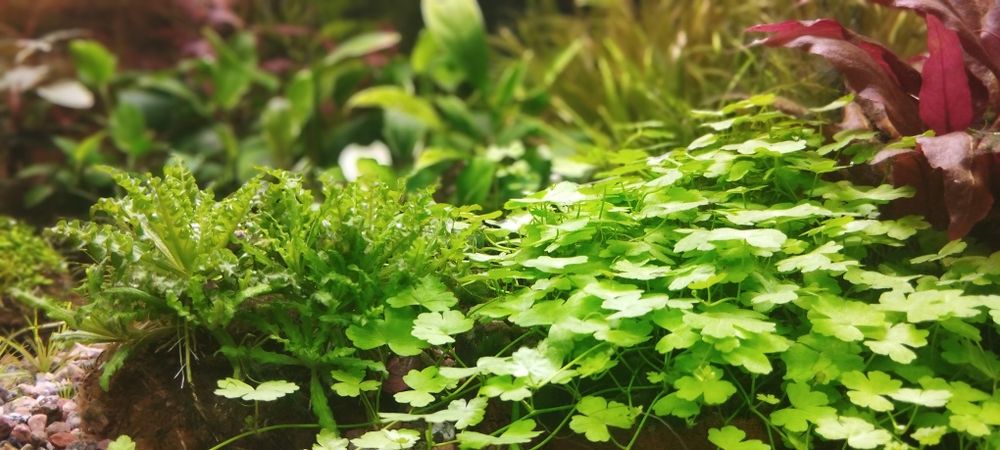 Аквариумные растения