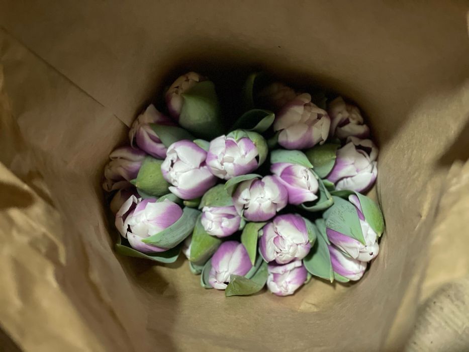 Тюльпаны оптом !!