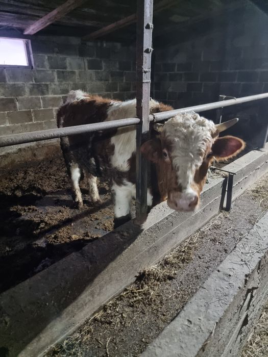 продам бычка и тёлку