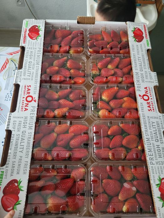 Продам клубники египет