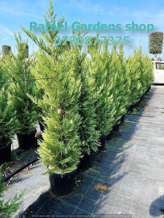 Leylandii Cupressocyparis Ornamental – Livrare Rapidă și Plantare