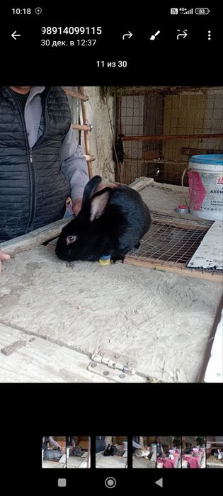 Куёнлар сотилади