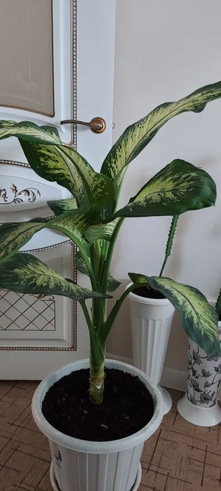 Комнатное растение.