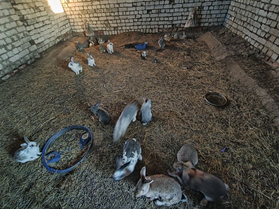 Кролики зайцы домашние