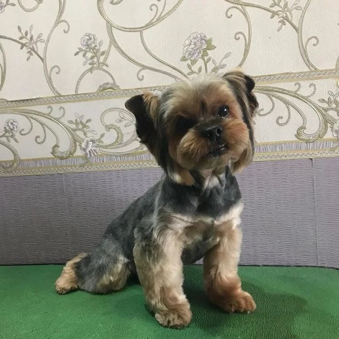 Груминг, стрижка , экспресс линька