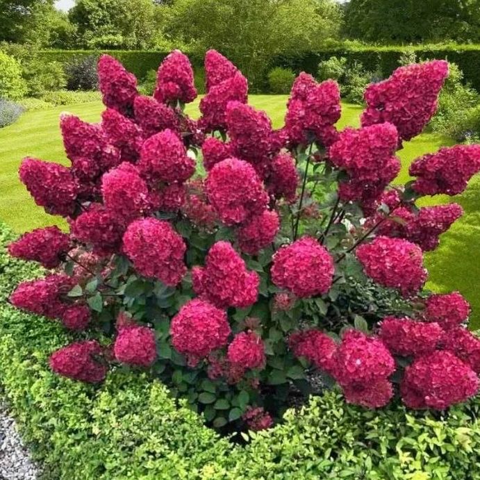 Гортензия метельчатая, древовидная