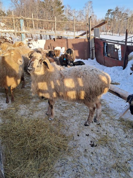 Продам кошкара на племя