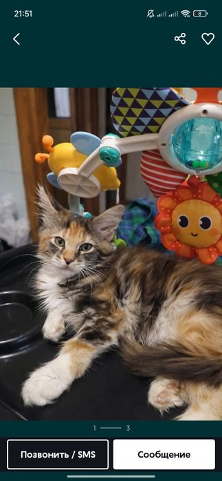 Мейн Кун продается