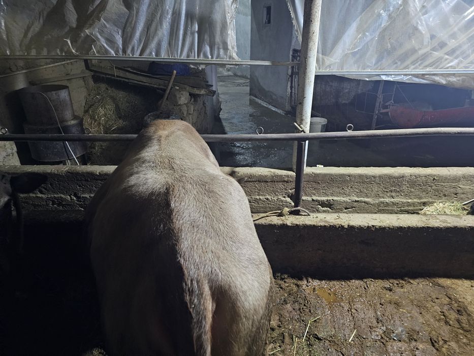 Navos sotiladi kelishamiz