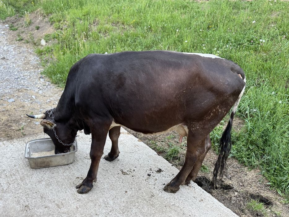 Vaca de vanzare cu vitel