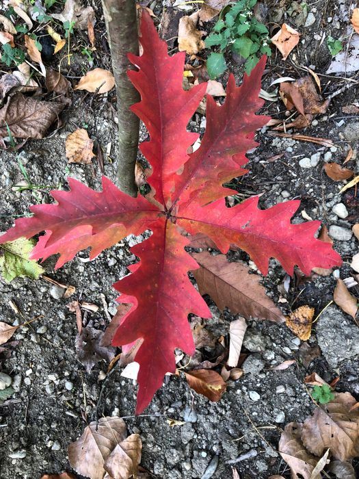 Chiparos de balta-Taxodium distichum si alte specii ornamentale