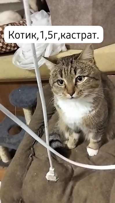 Котята бесплатно⁹