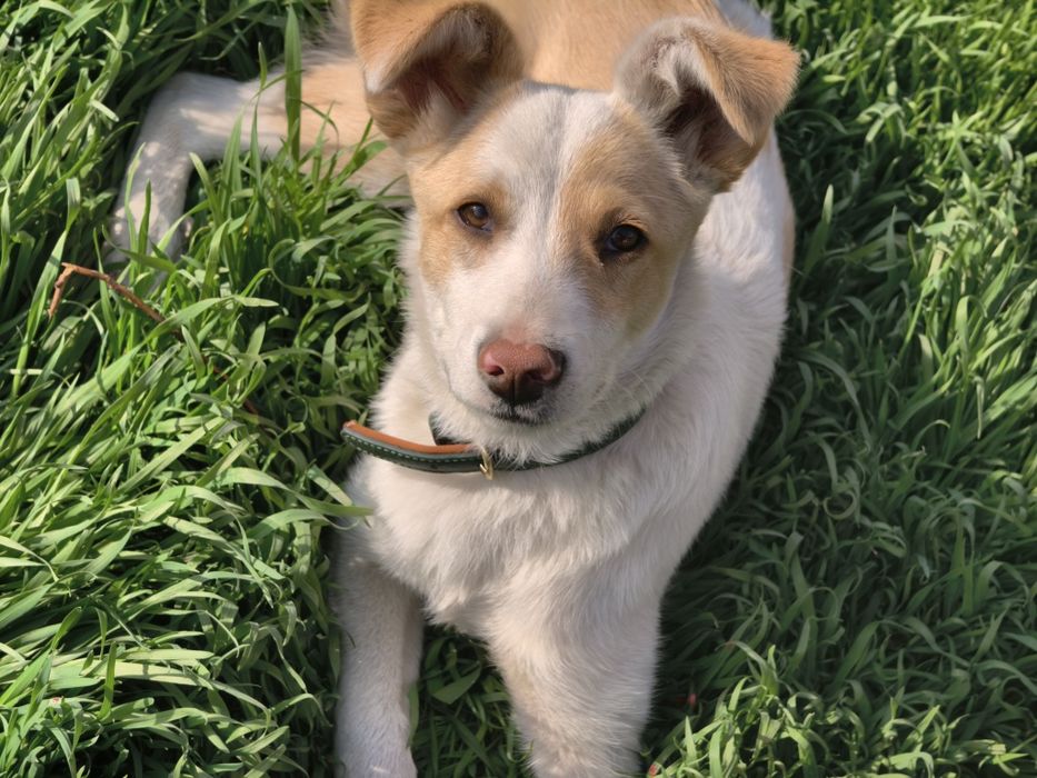 Vivo X200 pro mini 256/12 Black