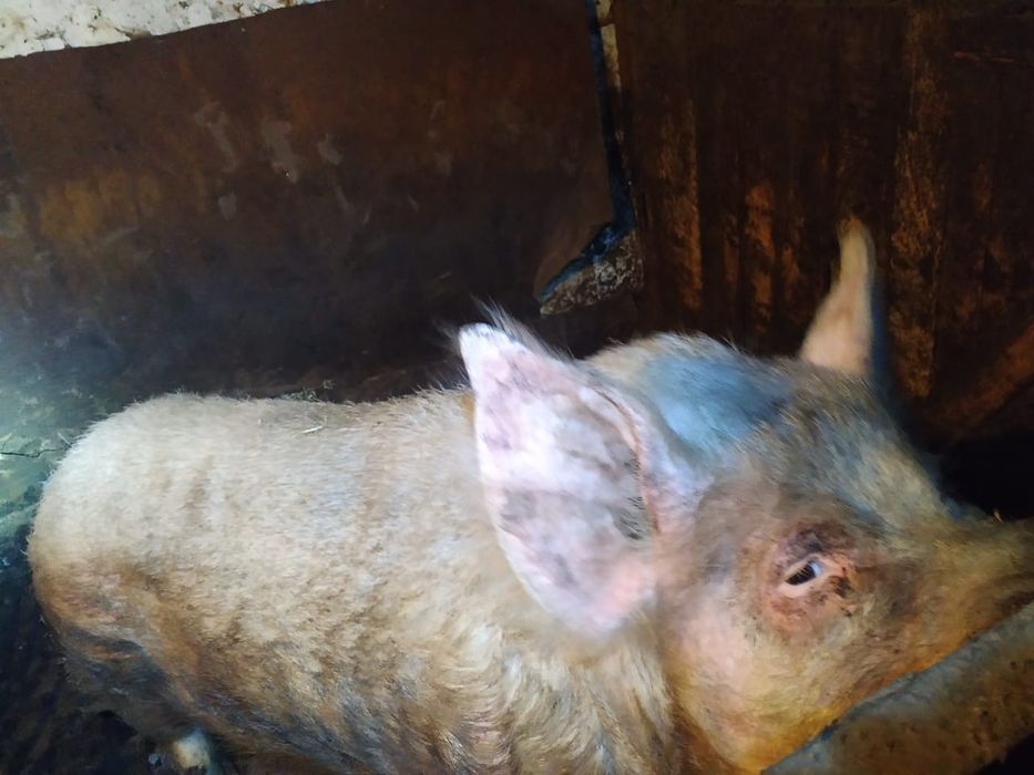 Продам  или обменяю кабана