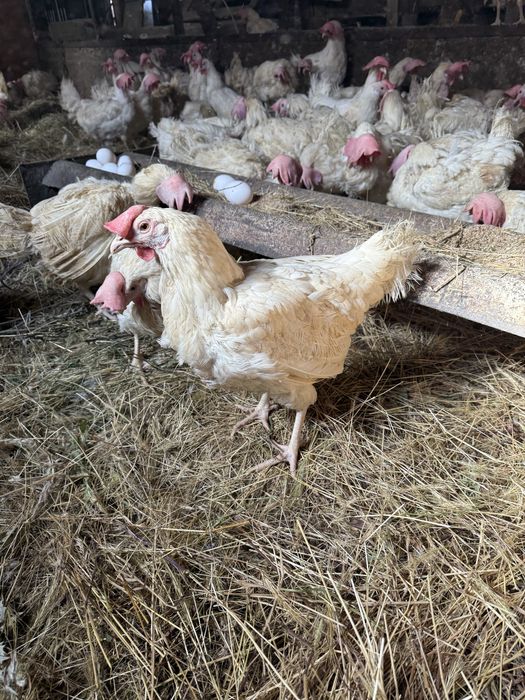 Куры таук несушки легорны продам
