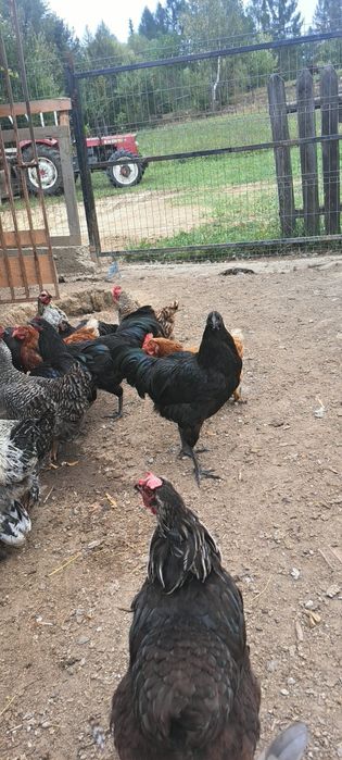 Cocoși australop