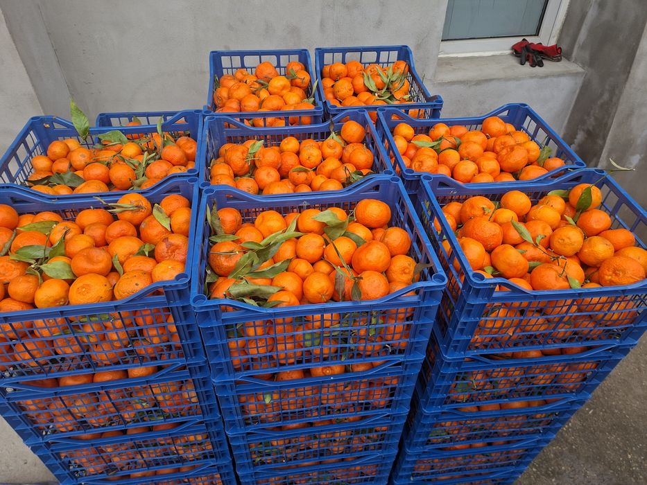 Vând clementine foarte gustoase