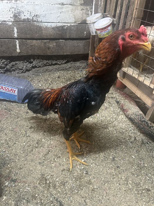 Продам дакана иньский