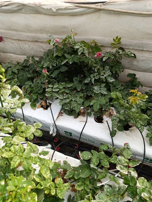 саженцы бабласса