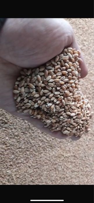 Продам Пшеница Ячмень Мешками